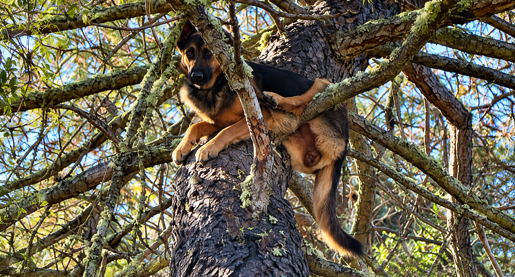 Silly German Shepherd Gets Stuck in a Tree After Going Missing