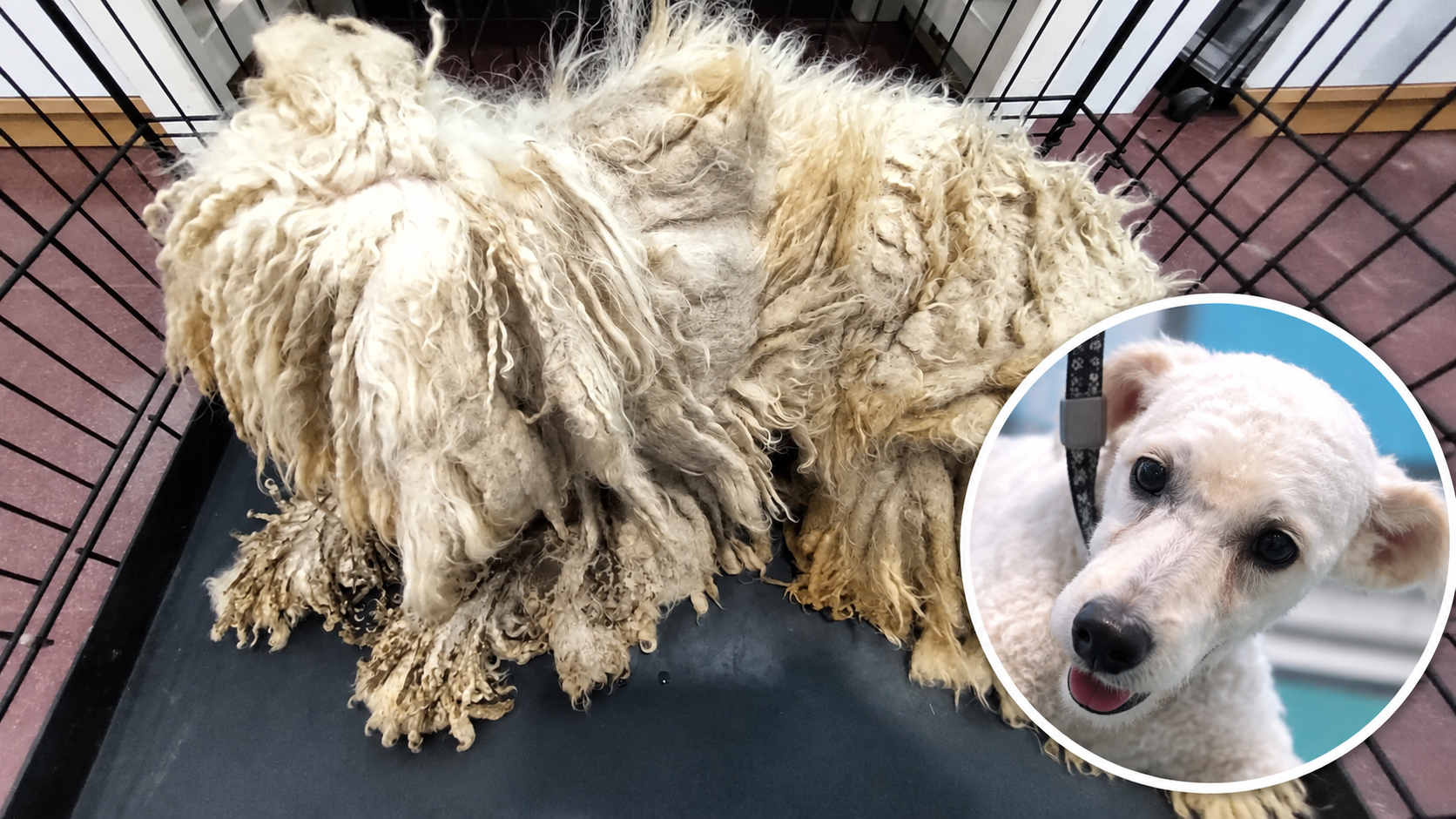 You Won’t Believe What Was Hiding Beneath This Neglected Dog’s Fur