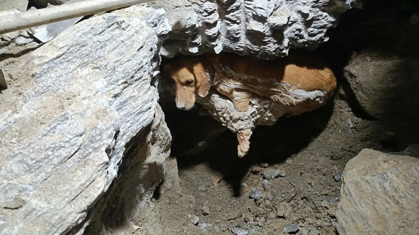 Dog Trapped in Concrete Barked for Hours Until Rescuers Finally Found Her